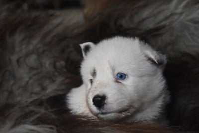 Les chiots de Laika de iakoutie