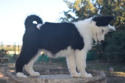 Les chiots de Laika de iakoutie
