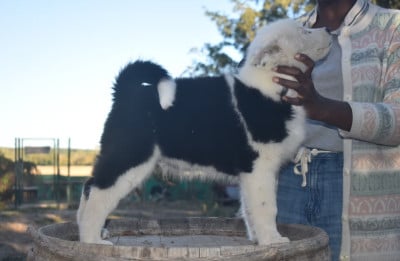 Les chiots de Laika de iakoutie