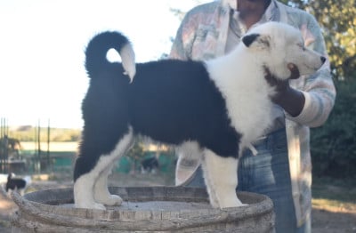 Les chiots de Laika de iakoutie