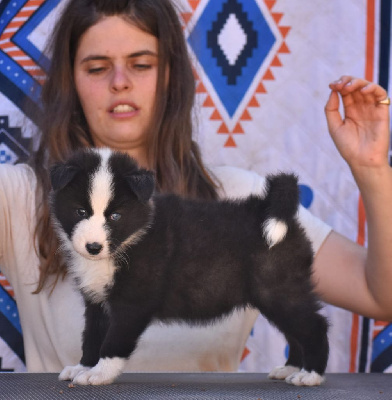 Les chiots de Laika de iakoutie