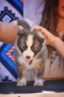 Les chiots de Laika de iakoutie
