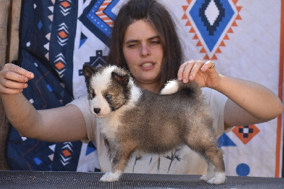 Les chiots de Laika de iakoutie