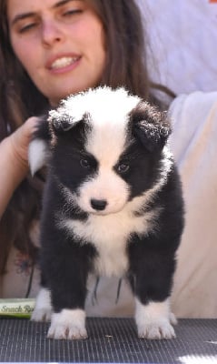 Les chiots de Laika de iakoutie