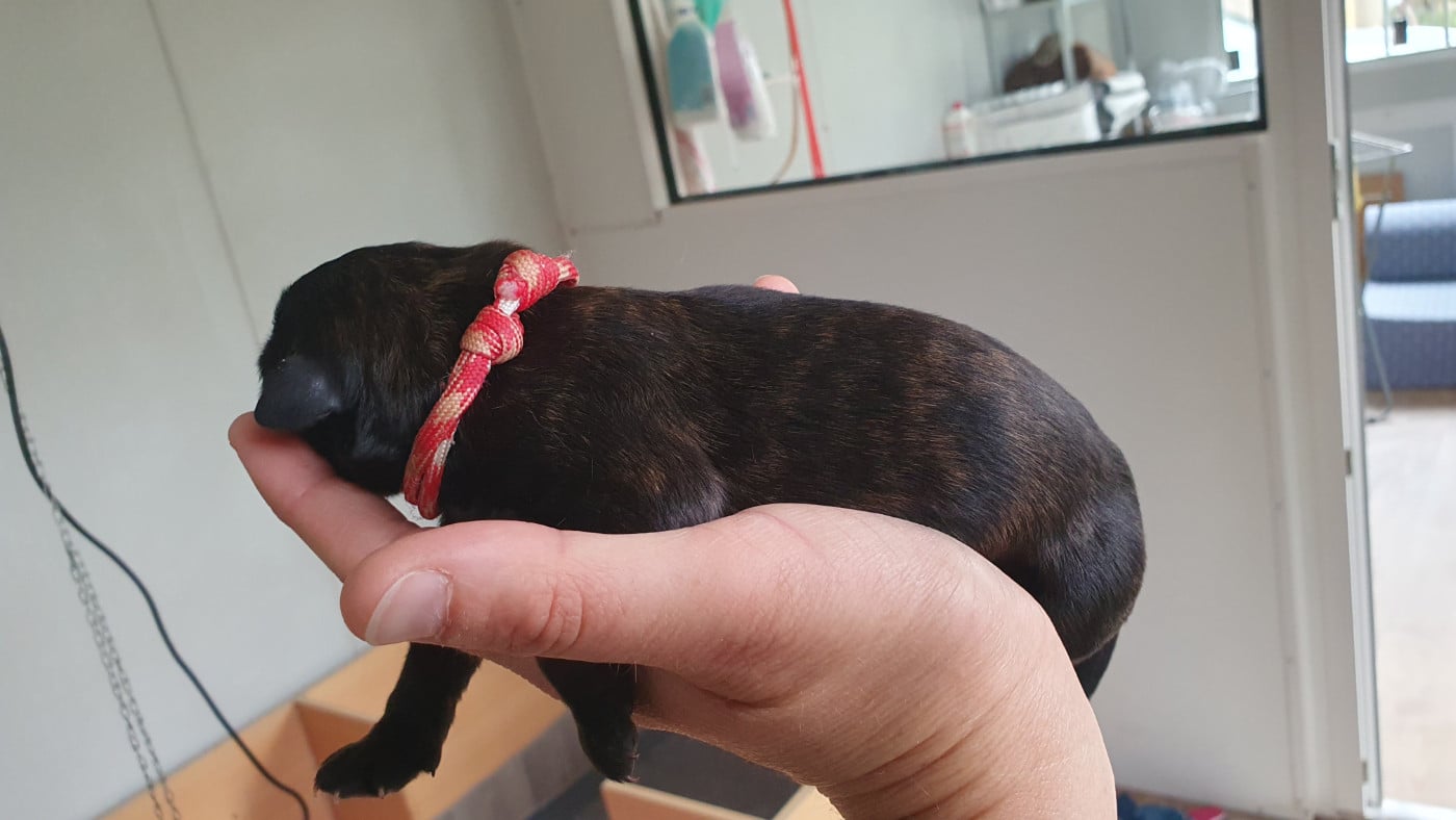CHIOT 2