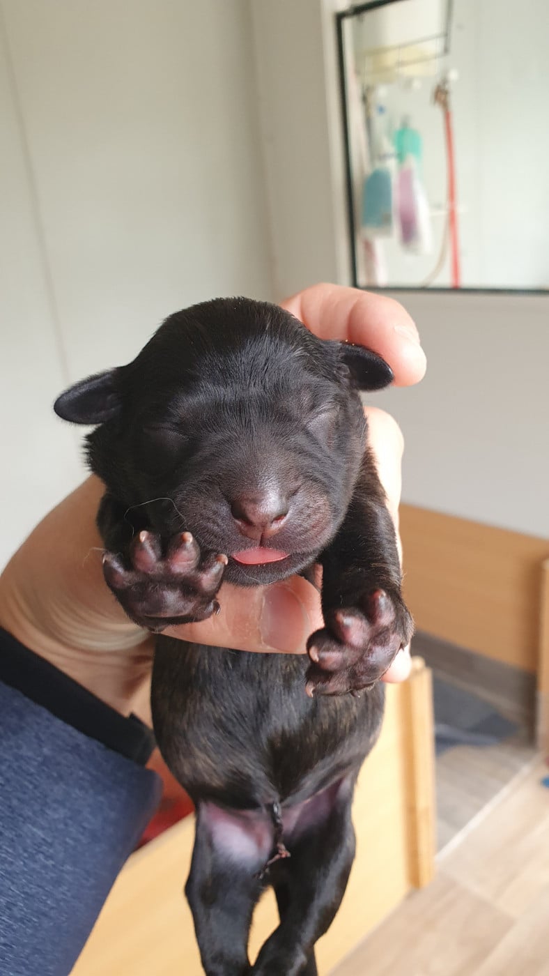 CHIOT 2
