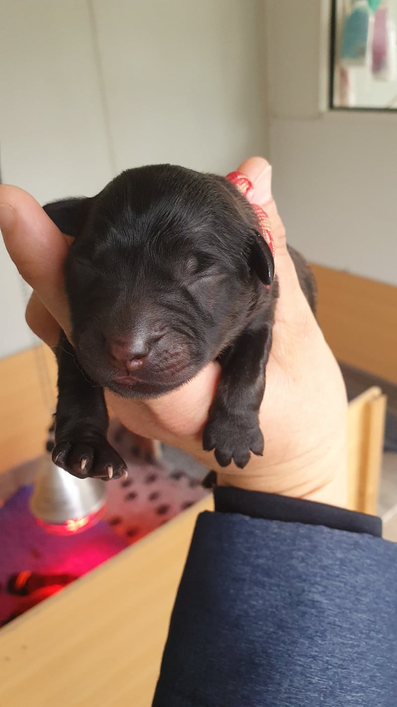 CHIOT 2