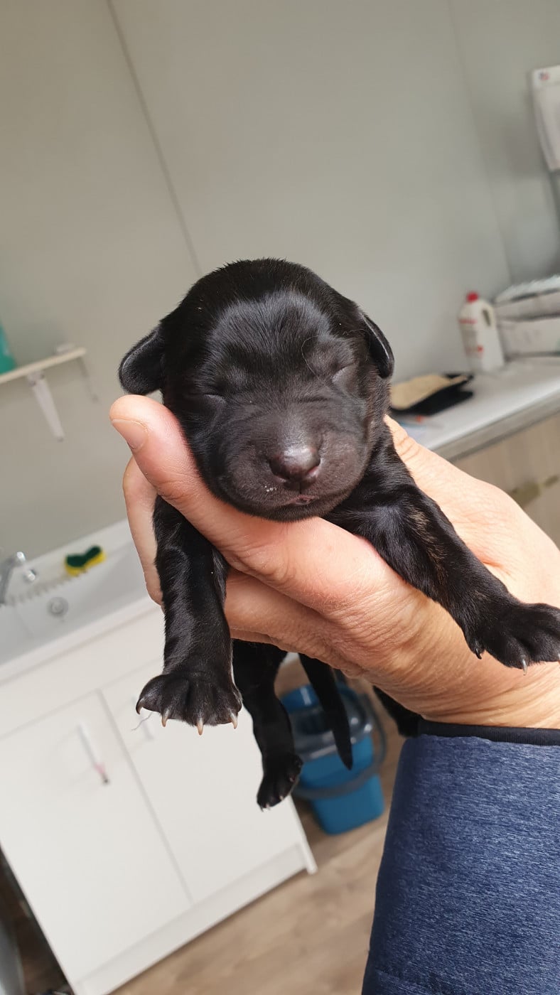 CHIOT 3