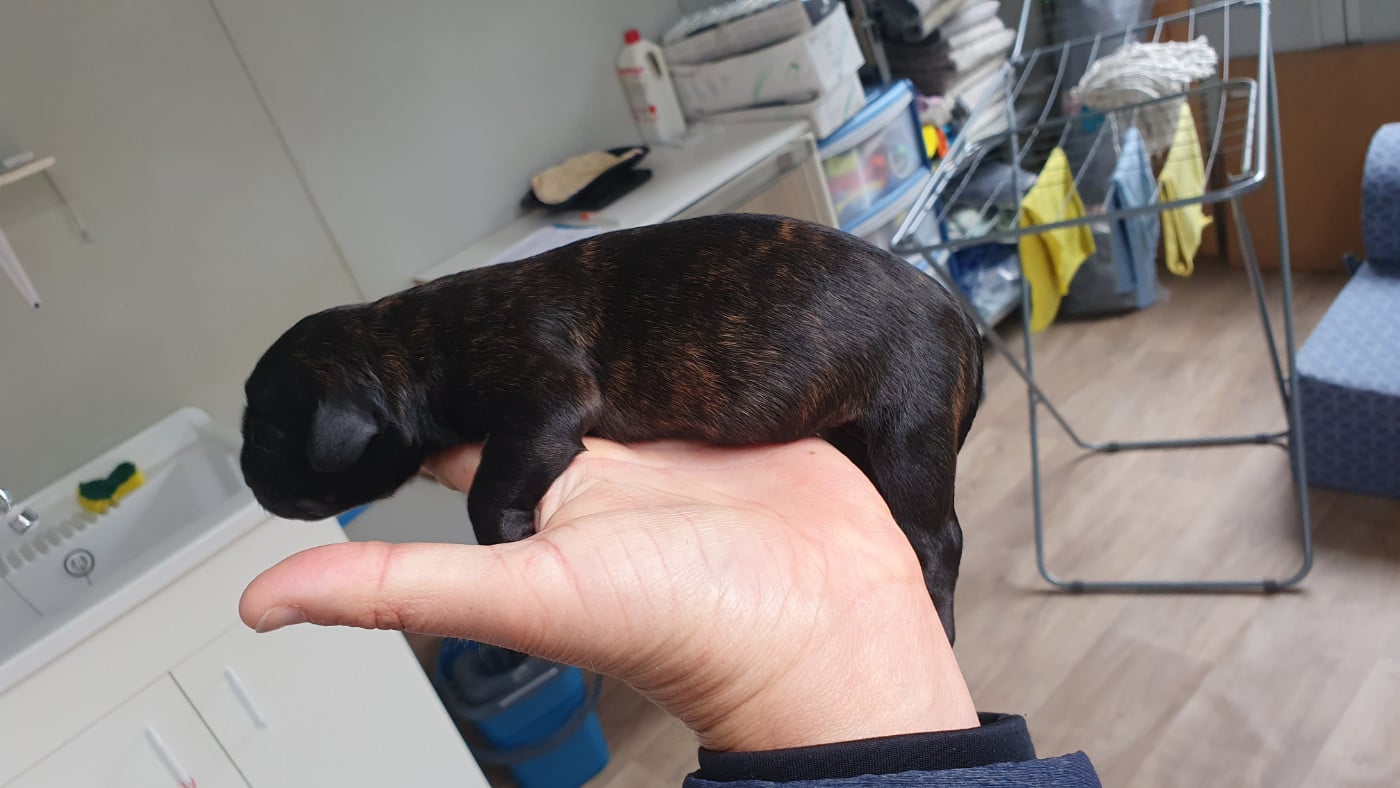 CHIOT 3