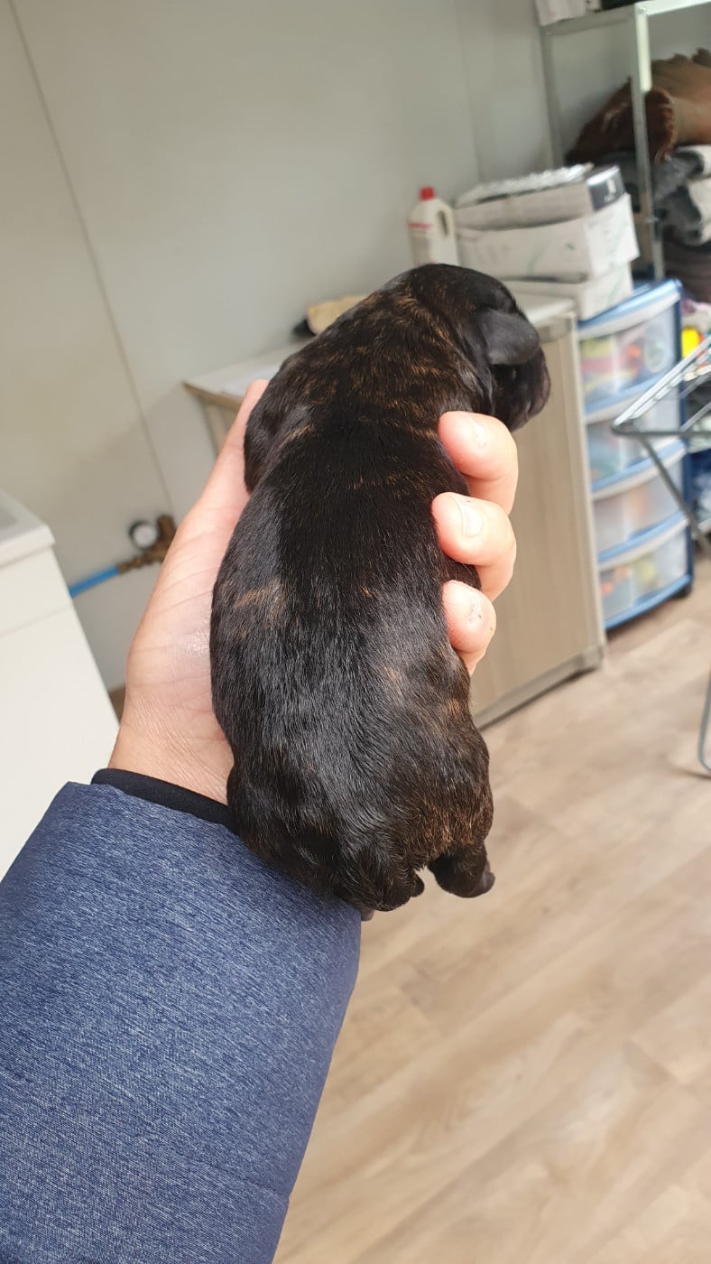 CHIOT 3