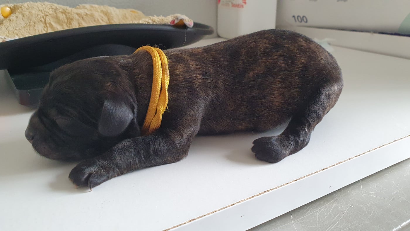 CHIOT 1