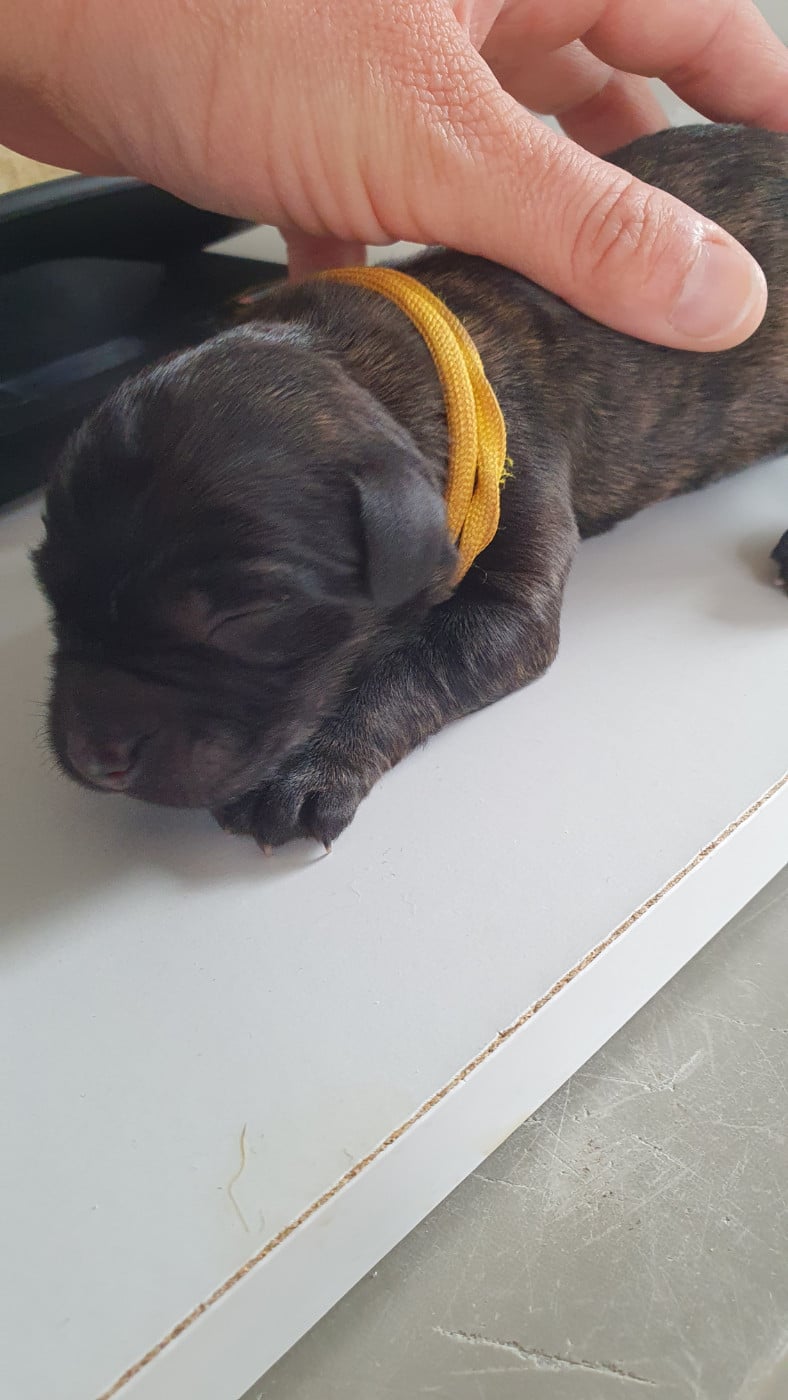 CHIOT 1