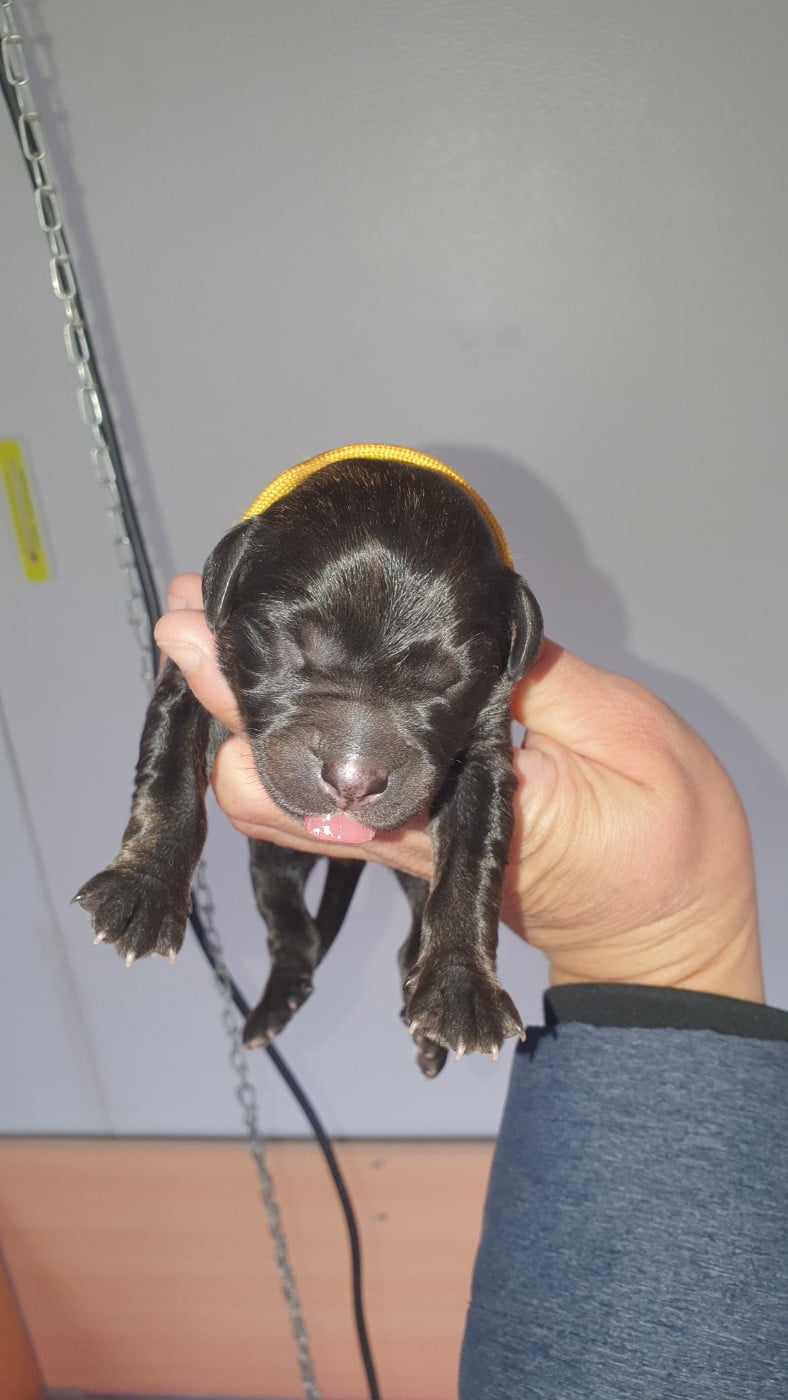 CHIOT 1