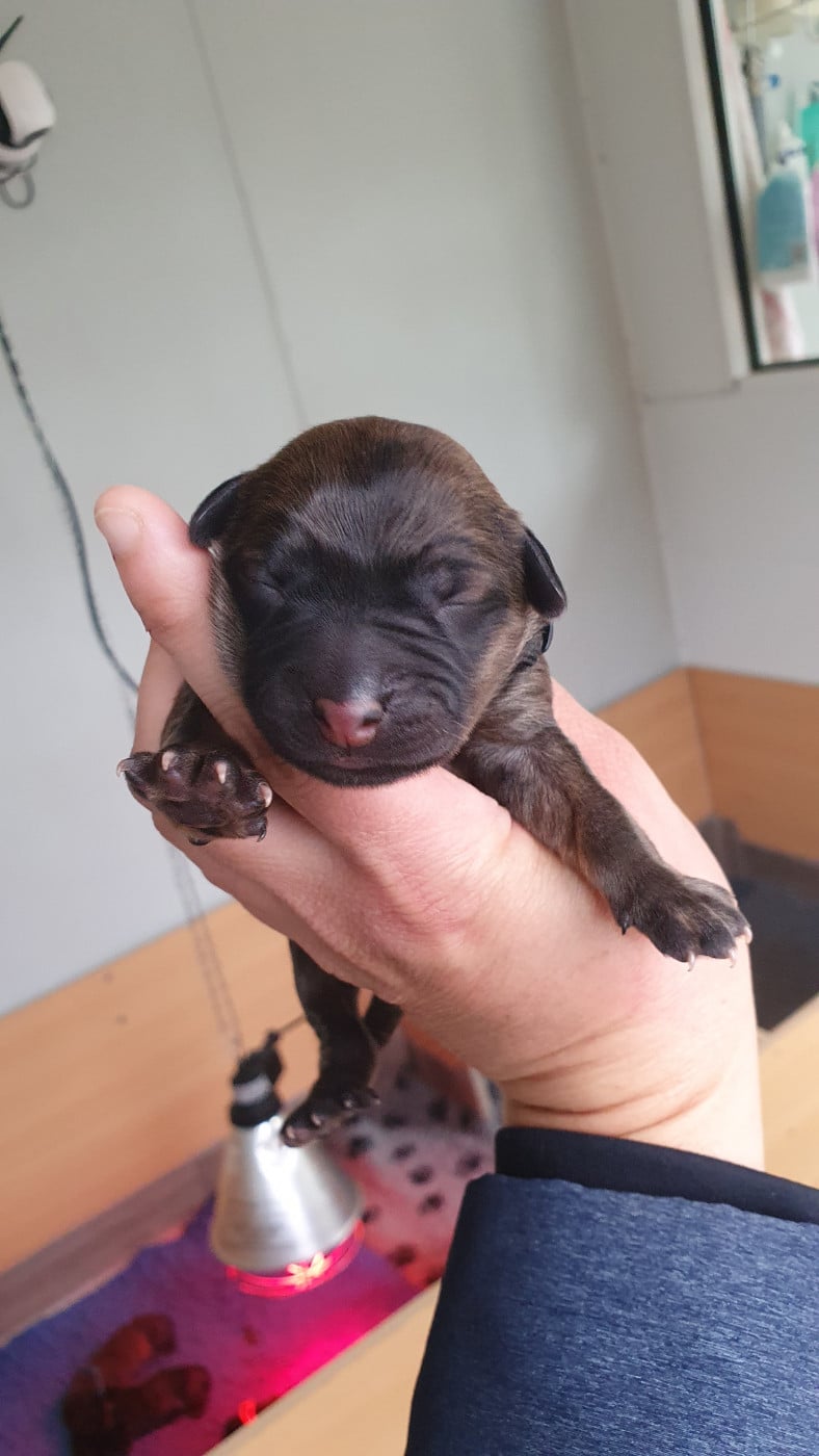 CHIOT 4