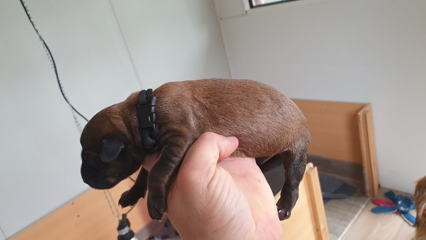 CHIOT 4