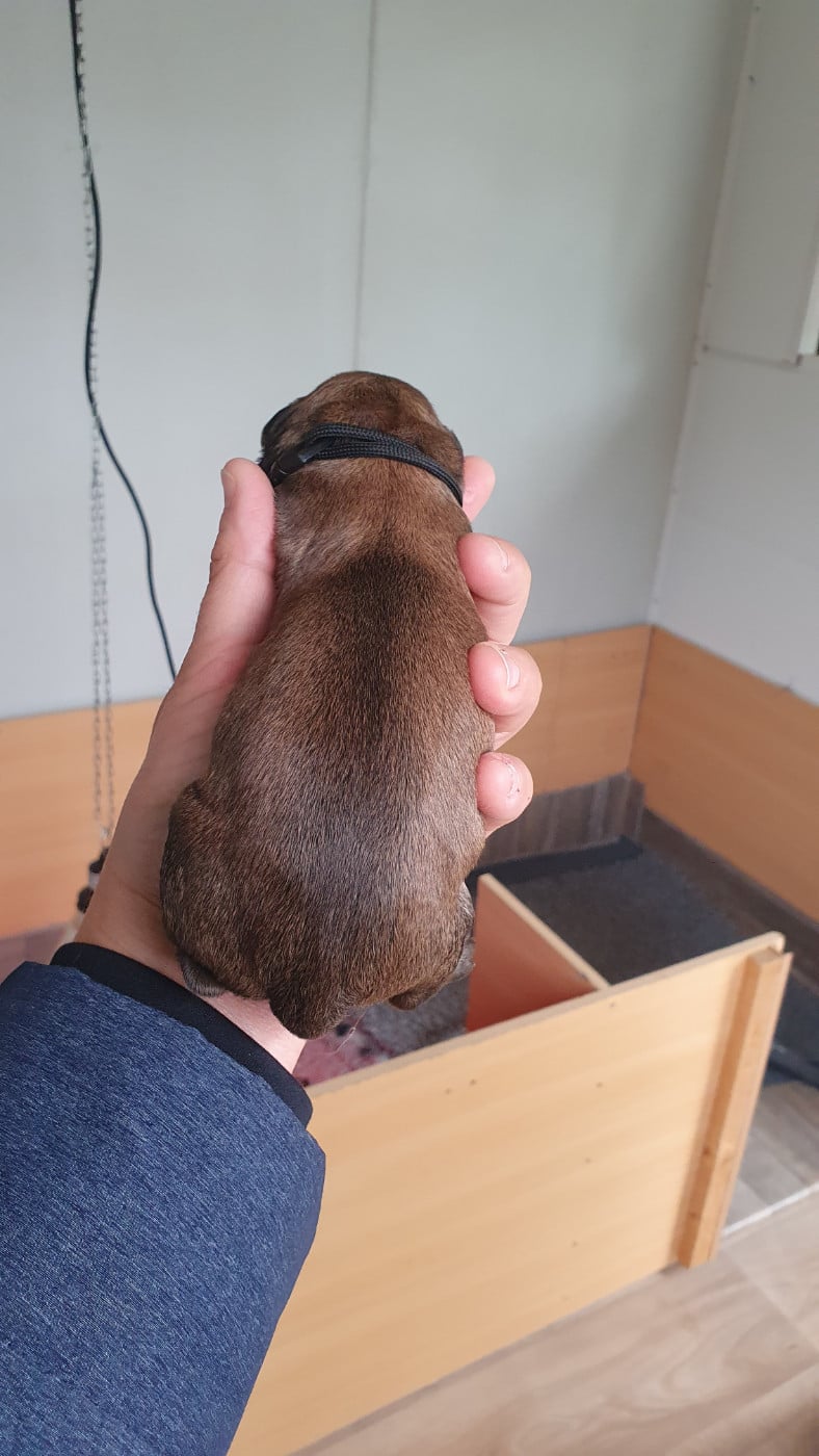 CHIOT 4
