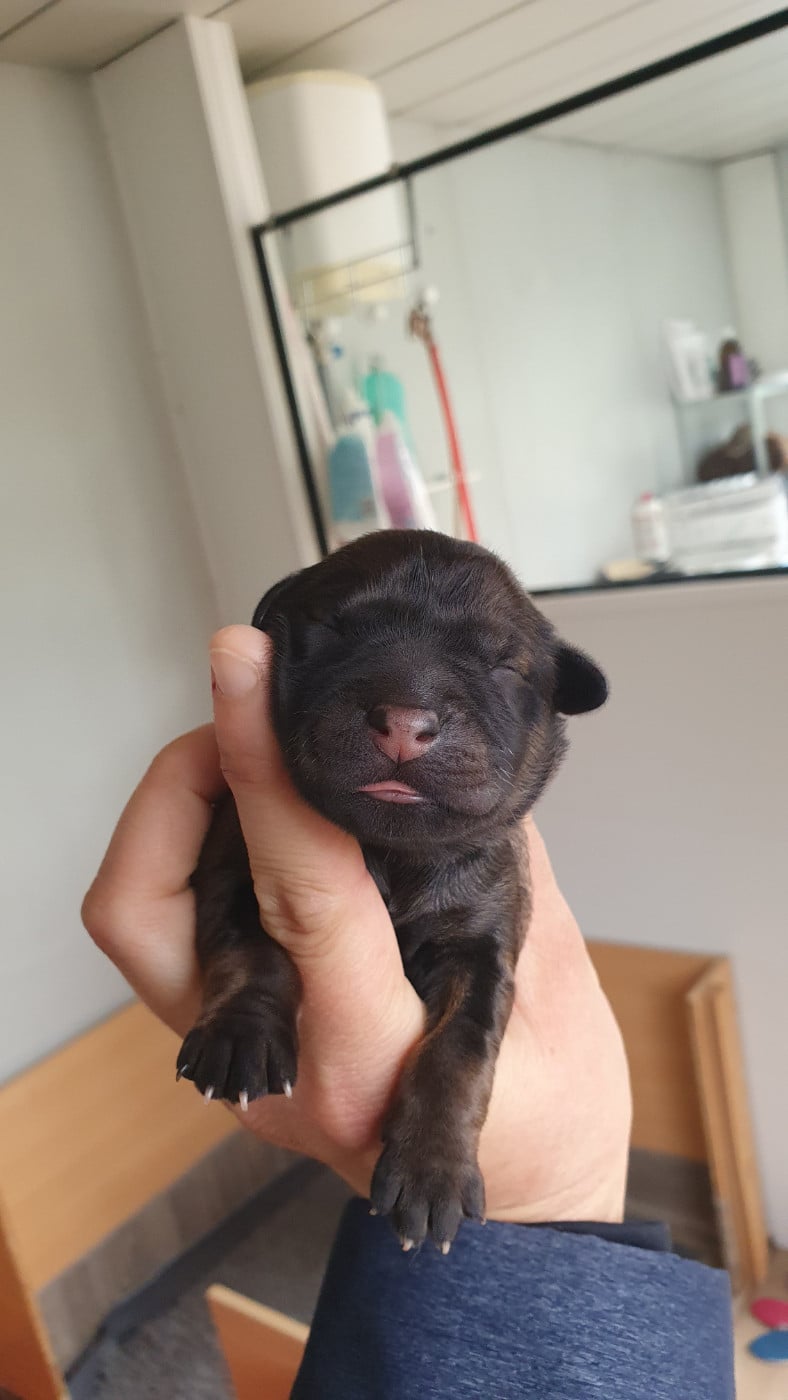 CHIOT 5