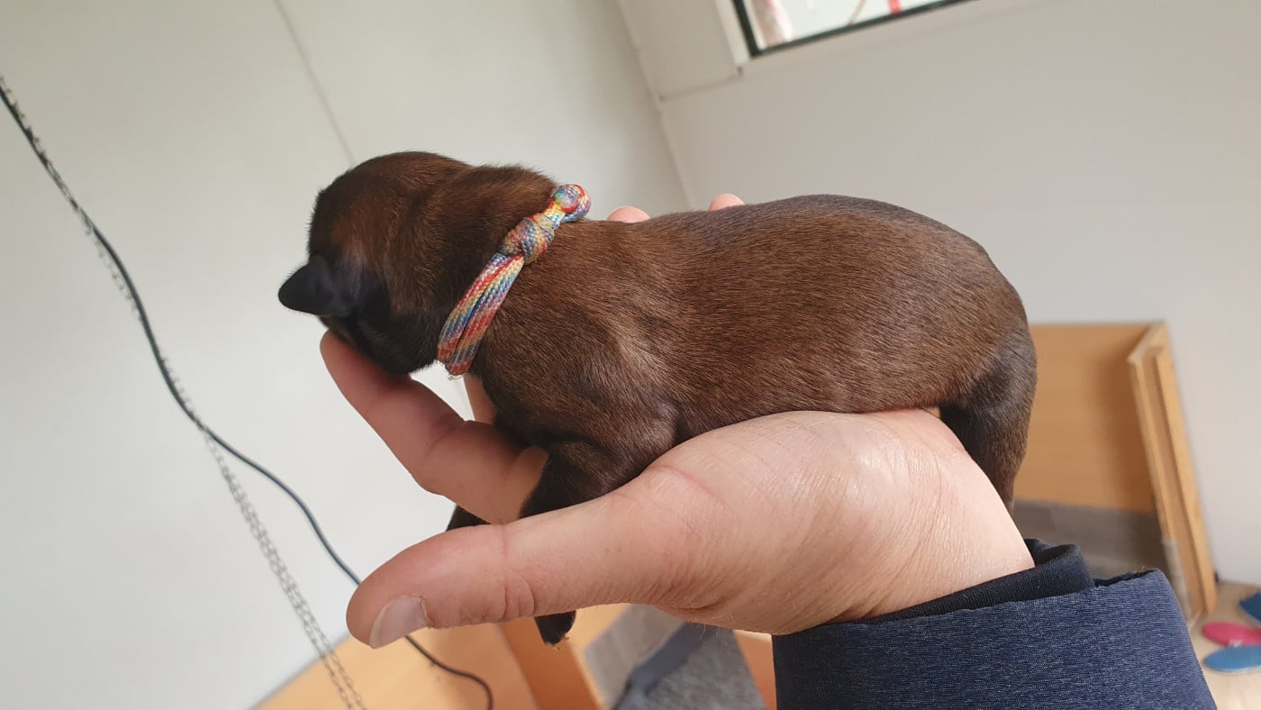 CHIOT 5