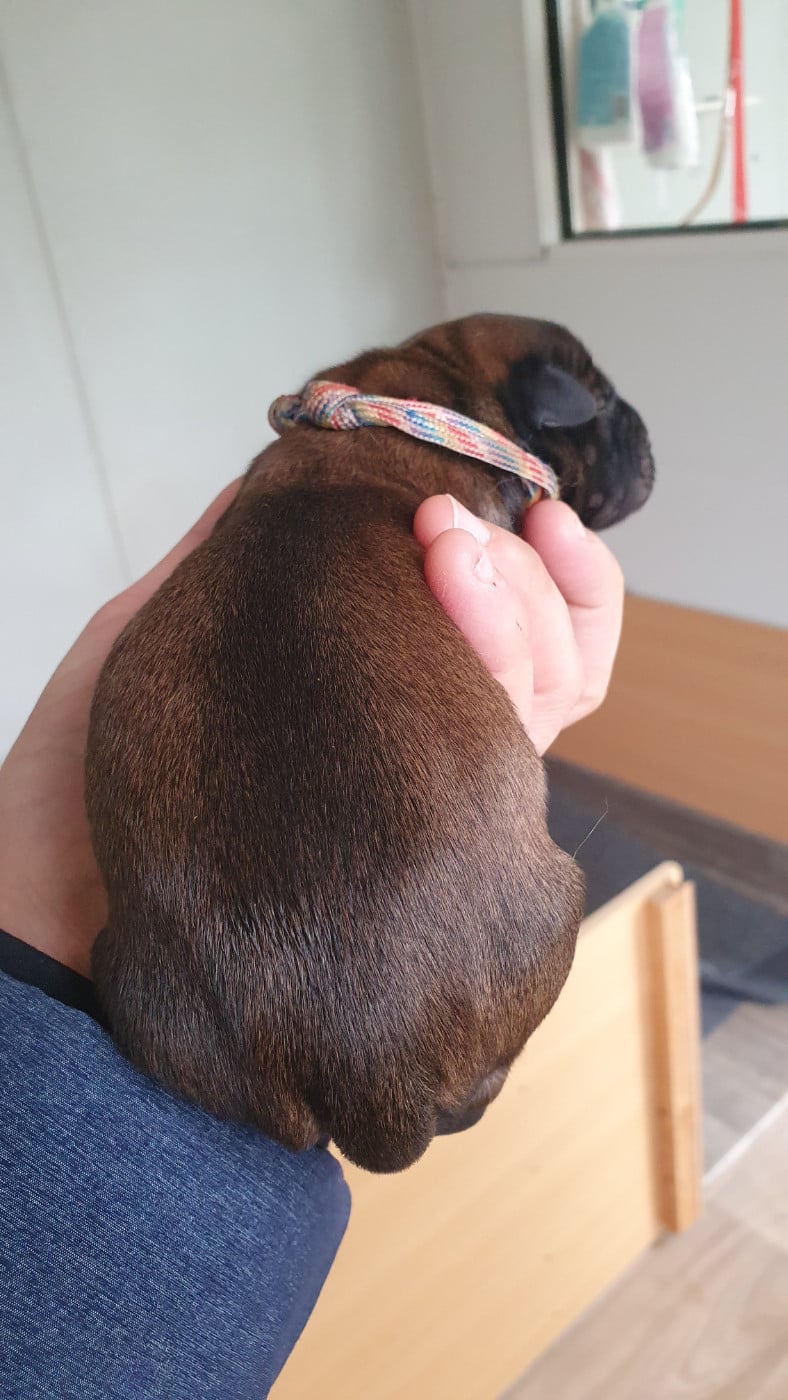 CHIOT 5