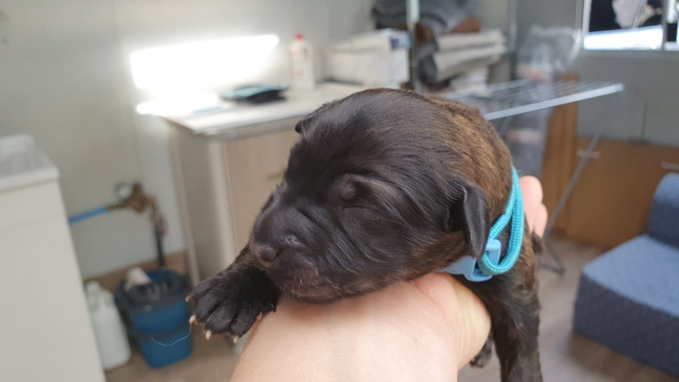 CHIOT 6