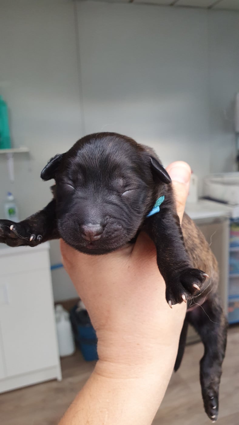 CHIOT 6