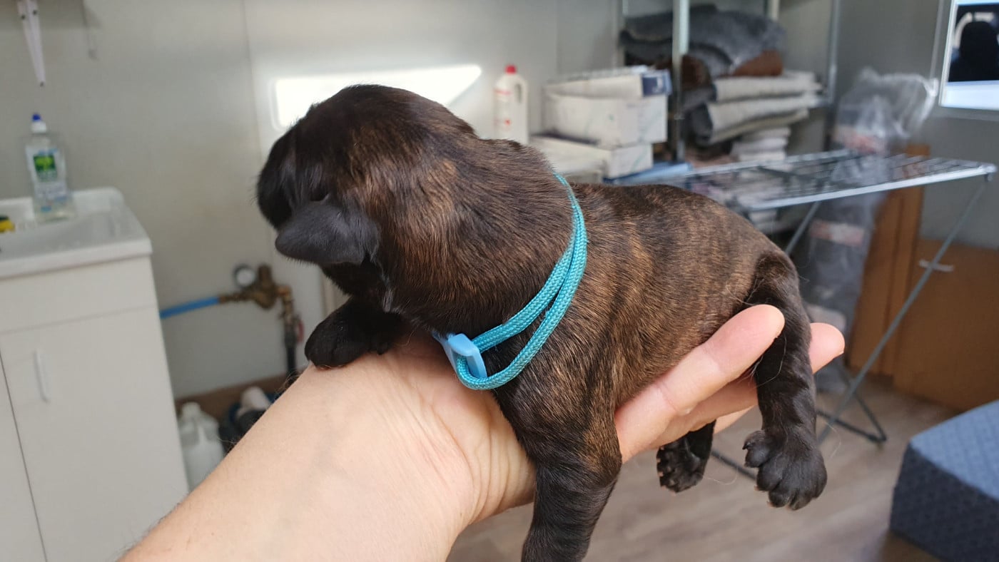 CHIOT 6