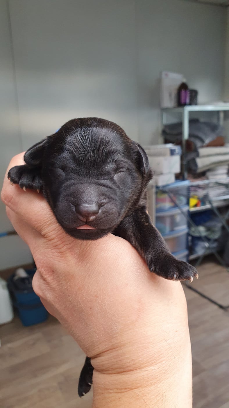 CHIOT 7