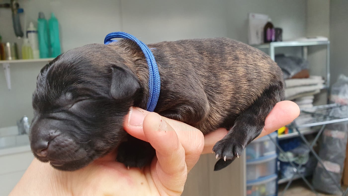 CHIOT 7