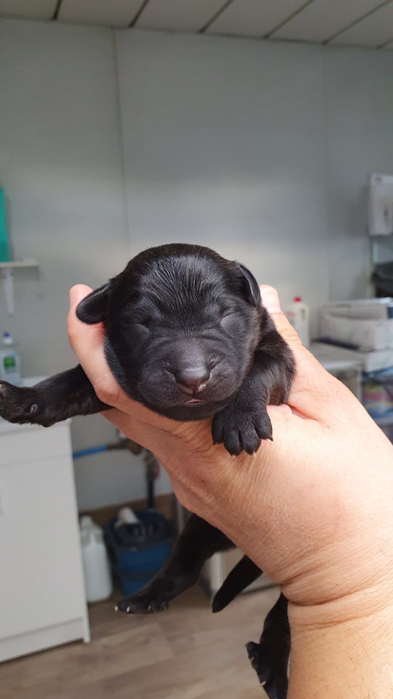 CHIOT 7