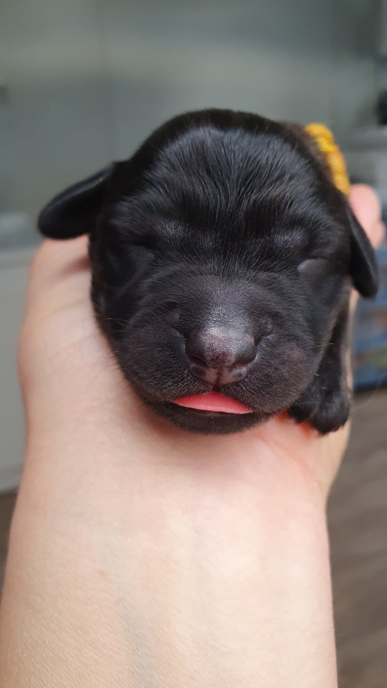 CHIOT 8