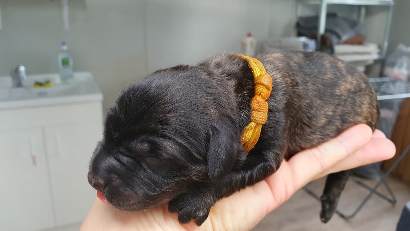 CHIOT 8