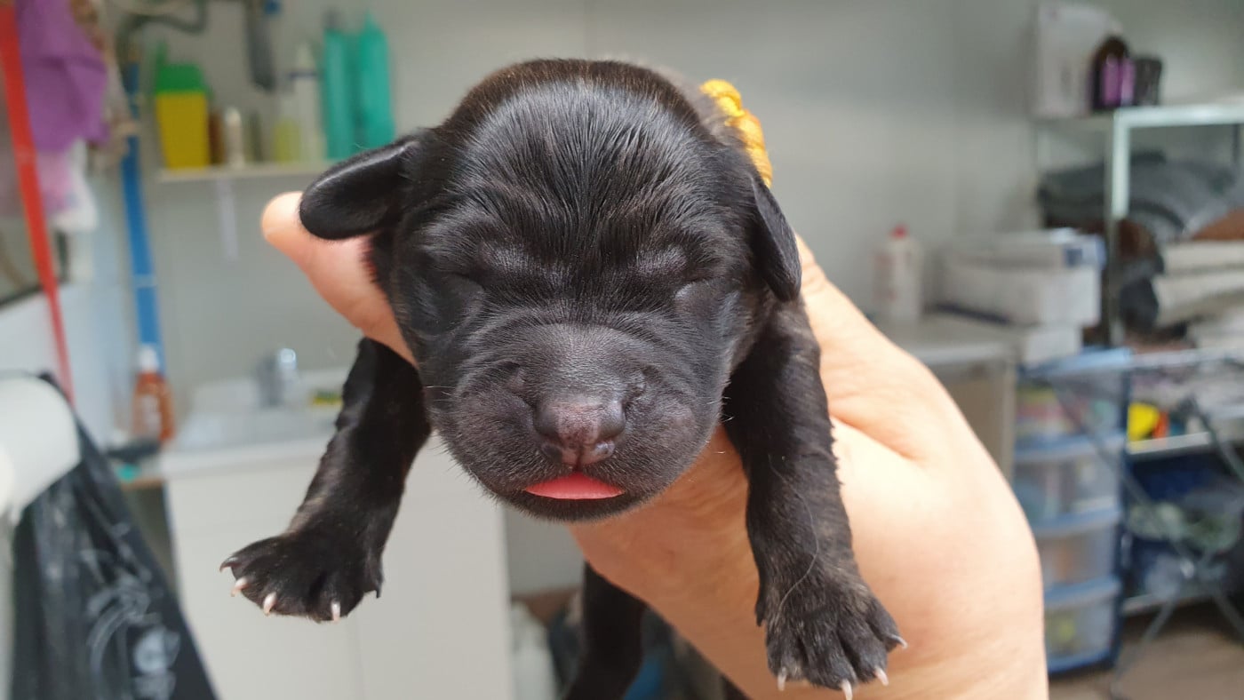 CHIOT 8