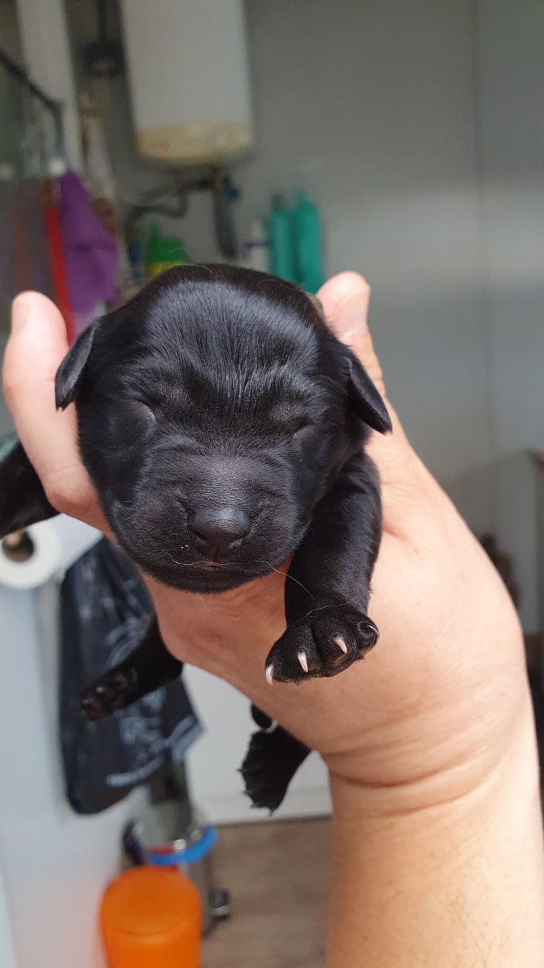CHIOT 9