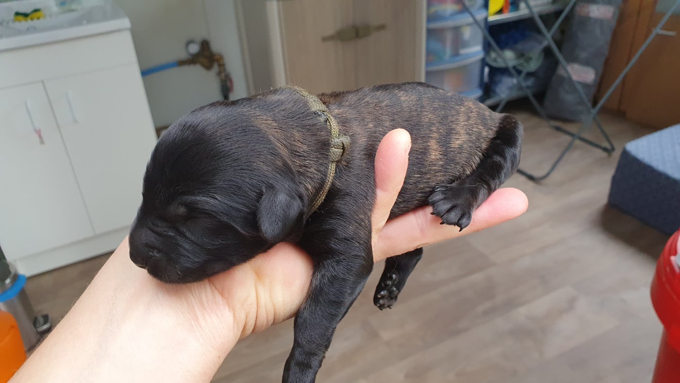 CHIOT 9