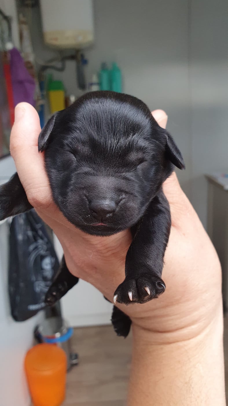 CHIOT 9