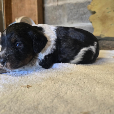 Les chiots de Epagneul Breton