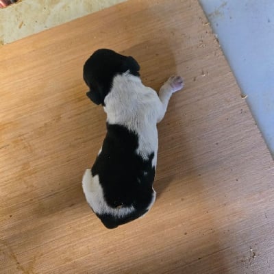 Les chiots de Epagneul Breton