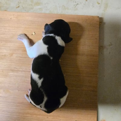 Les chiots de Epagneul Breton