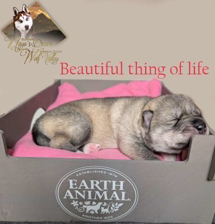 Siberian Husky - De Naya's Dream Wolf Valley