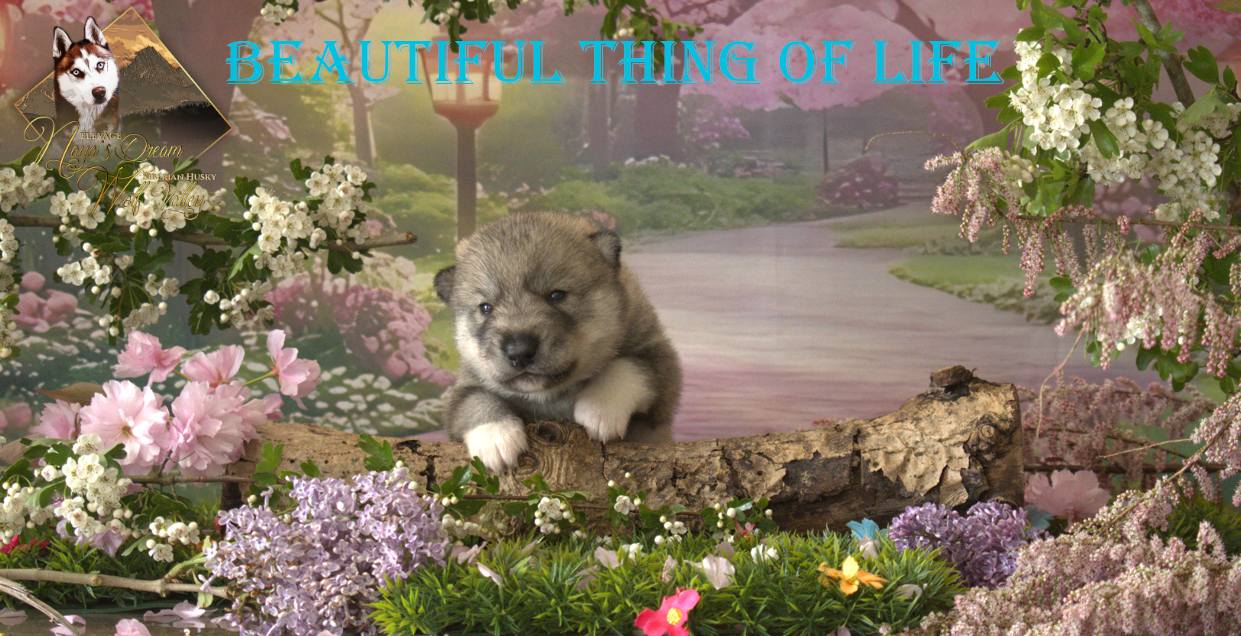 Siberian Husky - De Naya's Dream Wolf Valley
