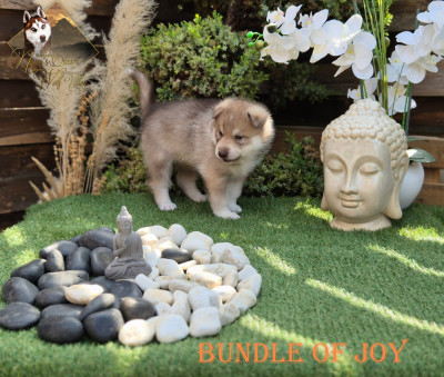 Bundle of joy - Siberian Husky