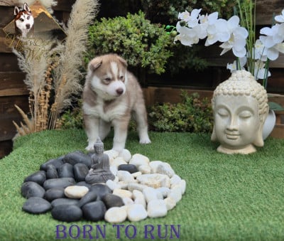 Born to run - Siberian Husky