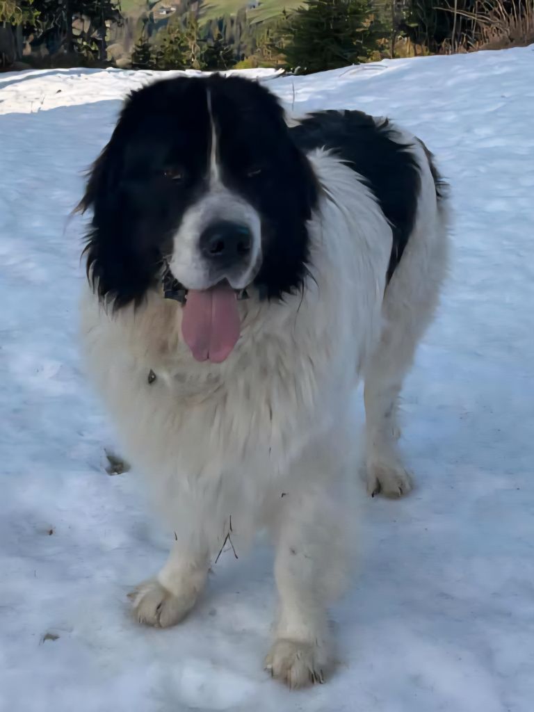 Teal'c Du Val D'ormyne