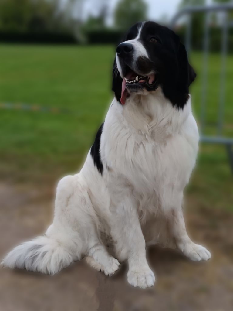 Teal'c Du Val D'ormyne