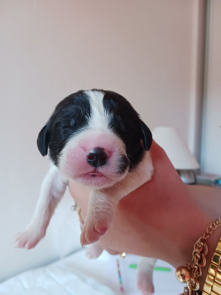 Teal'c Du Val D'ormyne