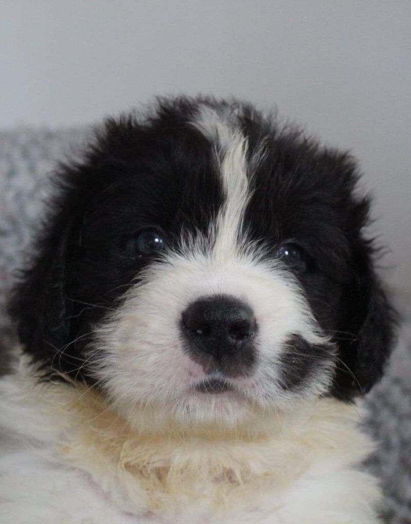 Teal'c Du Val D'ormyne