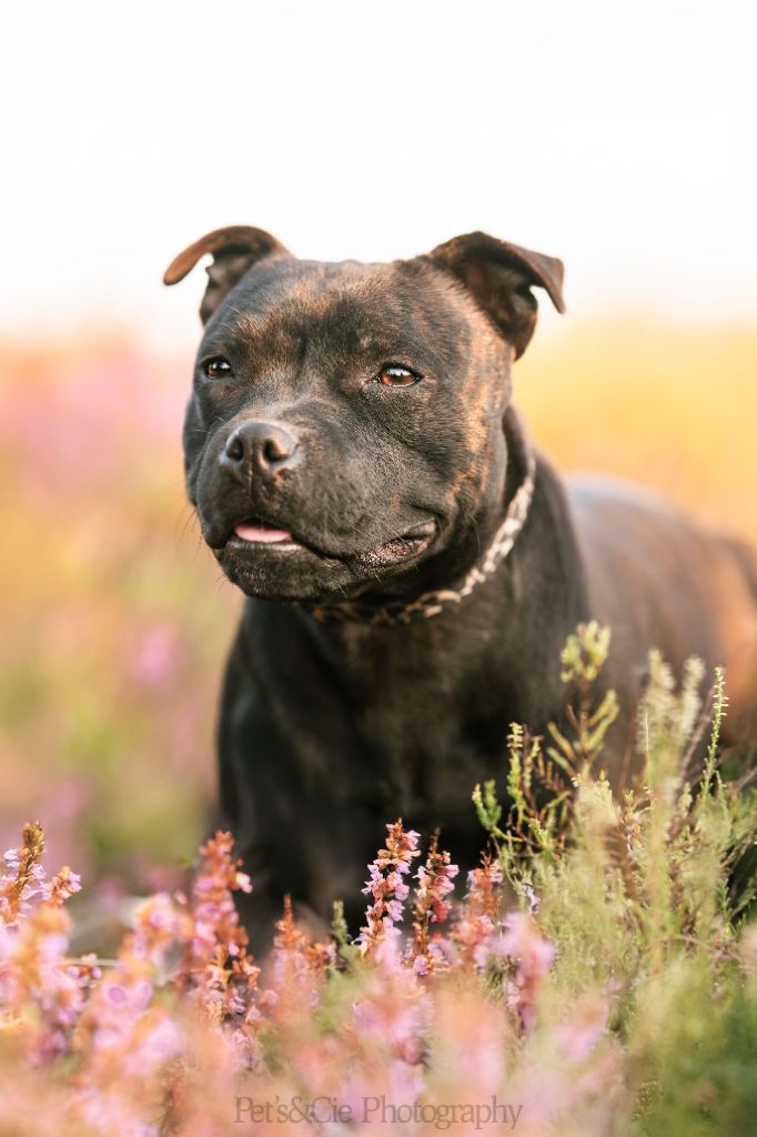 Publication : Du Saut Du Roi Auteur : Du Saut du Roi