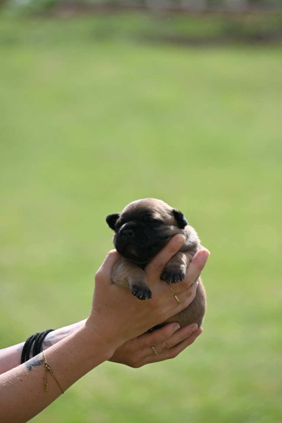 Bulle