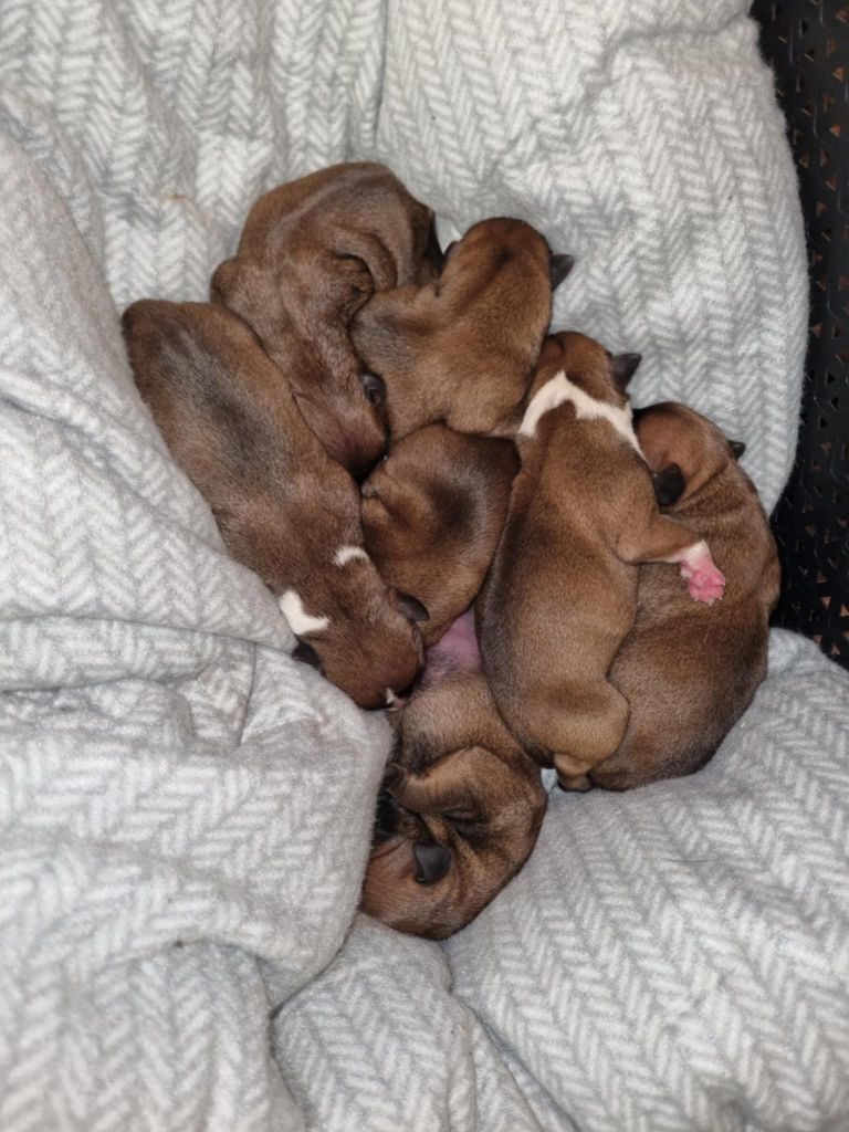 Staffordshire Bull Terrier - Du Saut Du Roi