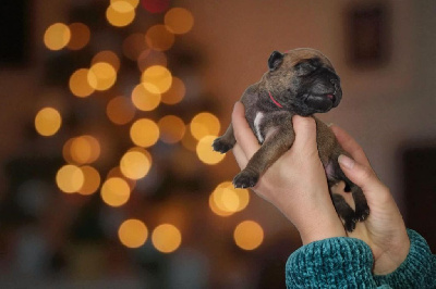 Les chiots de Staffordshire Bull Terrier